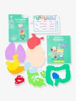 Kit Collector Les Organes Du Corps 3/7 Ans PANDACRAFT Violet - Pandacraft -Hape Boutique kit collector les organes du corps 37 ans pandacraft 3