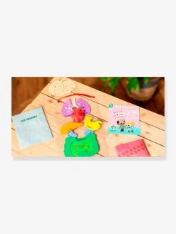 Kit Collector Les Organes Du Corps 3/7 Ans PANDACRAFT Violet - Pandacraft -Hape Boutique kit collector les organes du corps 37 ans pandacraft 4
